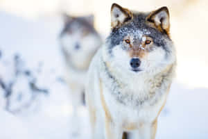 Majestic Wolf In Snowy Winter Landscape Wallpaper