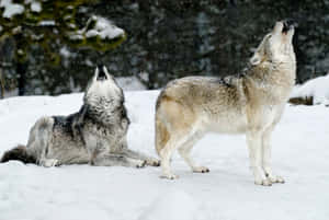 Majestic Wolf In Snowy Winter Landscape Wallpaper