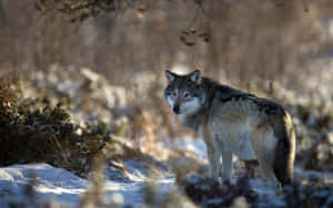 Majestic Wolf In Snowy Winter Landscape Wallpaper