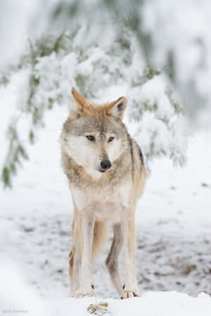 Majestic Wolf In Snowy Winter Landscape Wallpaper