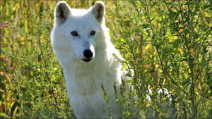 Majestic Wolf In Summer Forest Wallpaper