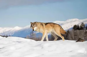 Majestic Wolf In The Snowy Mountains Wallpaper