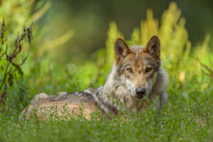 Majestic Wolf In The Wild Wallpaper