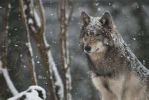 Majestic Wolf In The Wilderness Wallpaper