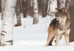 Majestic Wolf In Winter Snow Wallpaper