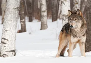 Majestic Wolf In Winter Snow Wallpaper
