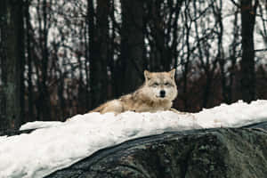 Majestic Wolf In Winter Wonderland Wallpaper