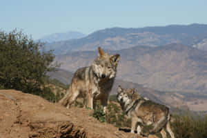 Majestic Wolf Overlooking The Mountains Wallpaper