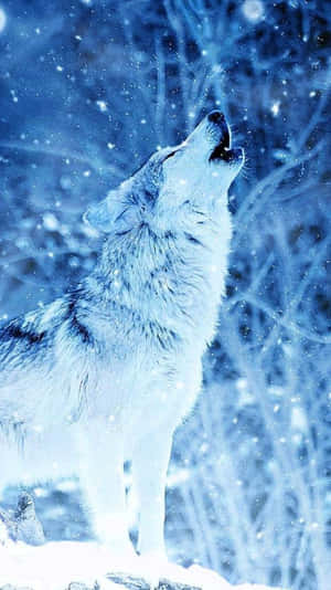 Majestic Wolf Prowling In A Snowy Landscape Wallpaper
