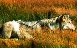 Majestic Wolf Prowling In Lush Summer Forest Wallpaper