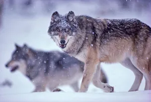 Majestic Wolf Prowling Through Snowy Terrain Wallpaper