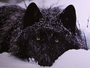 Majestic Wolf Roaming In A Snowy Landscape Wallpaper