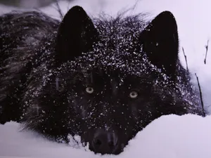 Majestic Wolf Roaming In A Snowy Landscape Wallpaper