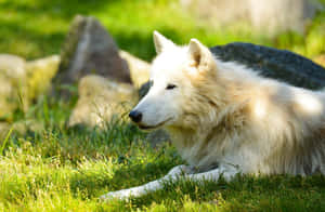 Majestic Wolf Roaming In A Vibrant Summer Field Wallpaper