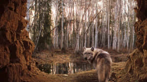 Majestic Wolf Roaming In Enchanted Forest Wallpaper