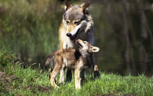 Majestic Wolf Roaming In Lush Summer Forest Wallpaper