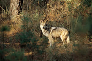 Majestic Wolf Roaming In The Forest Wallpaper