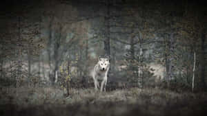 Majestic Wolf Roaming The Enchanting Forest Wallpaper