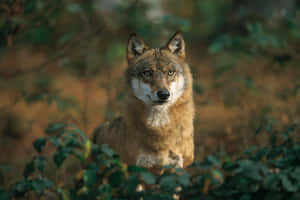 Majestic Wolf Roaming The Enchanting Forest Wallpaper