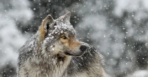 Majestic Wolf Roaming Through A Snowy Landscape Wallpaper