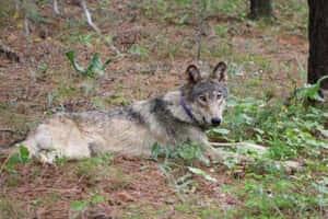 Majestic Wolf Roaming Through The Enchanting Forest Wallpaper