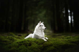 Majestic Wolf Roaming Through The Forest Wallpaper