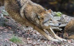 Majestic Wolf Roaming Through Vibrant Summer Landscape Wallpaper