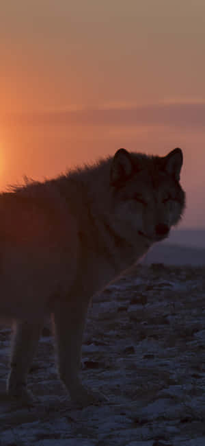 Majestic Wolf Silhouette Against A Starry Sky Wallpaper