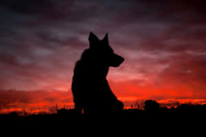 Majestic Wolf Silhouette Against A Stunning Sky Wallpaper