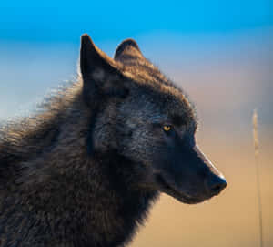 Majestic Wolf Stalking In The Snowy Wilderness Wallpaper