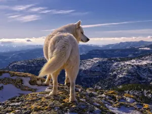 Majestic Wolf Standing On Mountain Peak Wallpaper