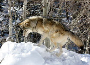 Majestic Wolf Stands Tall In The Serene Mountains Wallpaper