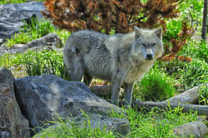 Majestic Wolf Strolling In The Lush Summer Forest Wallpaper