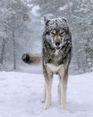 Majestic Wolf Surrounded By Snowfall Wallpaper