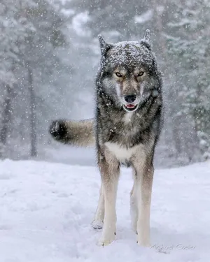 Majestic Wolf Surrounded By Snowfall Wallpaper
