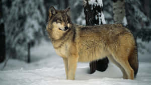Majestic Wolf Traversing The Snowy Wilderness Wallpaper