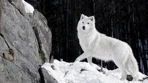 Majestic Wolf Traversing Through Snowy Terrain Wallpaper