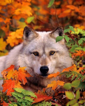 Majestic Wolf Walking In Autumn Woods Wallpaper
