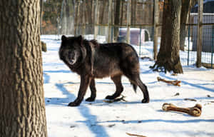 Majestic Wolfdog In The Wild Wallpaper