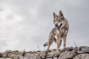 Majestic Wolfdog Staring Intently In A Forest Wallpaper