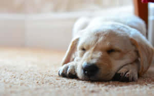 Majestic Yellow Labrador Enjoying The Calm Waters Wallpaper