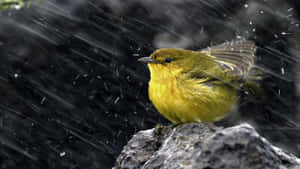 Majestic Yellow Warbler Perched On A Branch Wallpaper