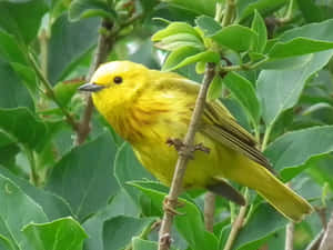 Majestic Yellow Warbler Perched On Twig Wallpaper