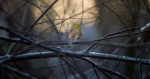 Majestic Yellowhammer Perched On A Branch Wallpaper