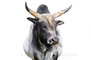 Majestic Zebu Cow With Prominent Horns Wallpaper