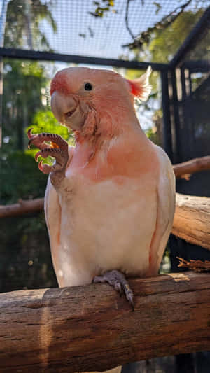 Major Mitchells Cockatoo Adelaide Zoo Wallpaper