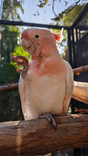 Major Mitchells Cockatoo Adelaide Zoo Wallpaper
