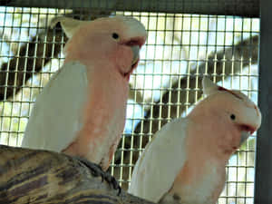 Major Mitchells Cockatoos Perched Wallpaper