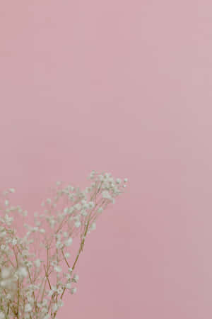 Make A Statement With Baby Pink Aesthetic. Wallpaper