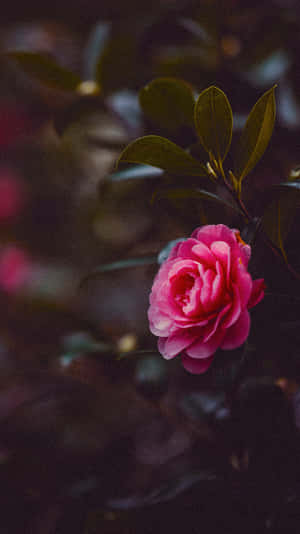 Make A Stylish Statement With This Pink Flower Phone. Wallpaper